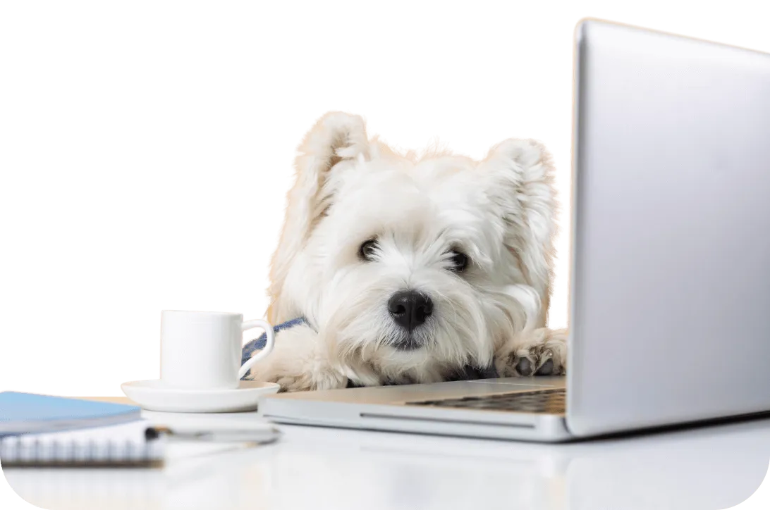 Perro sobre escritorio representando el programa Convet Club